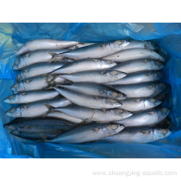 Frozen Mackerel Size 150 200 400g Iqf